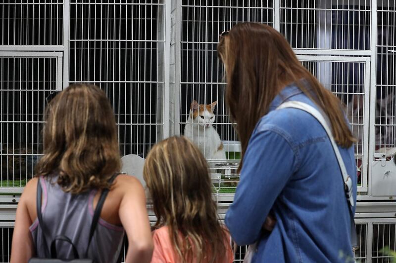 ABU DHABI ,  UNITED ARAB EMIRATES , AUGUST 28 – 2019 :- Visitors looking at the cats for adoption at the Cloud 9 Pet Hotel & Care stand during the ADIHEX 2019 held at ADNEC in Abu Dhabi. ( Pawan Singh / The National ) For News.. Story by Daniel 