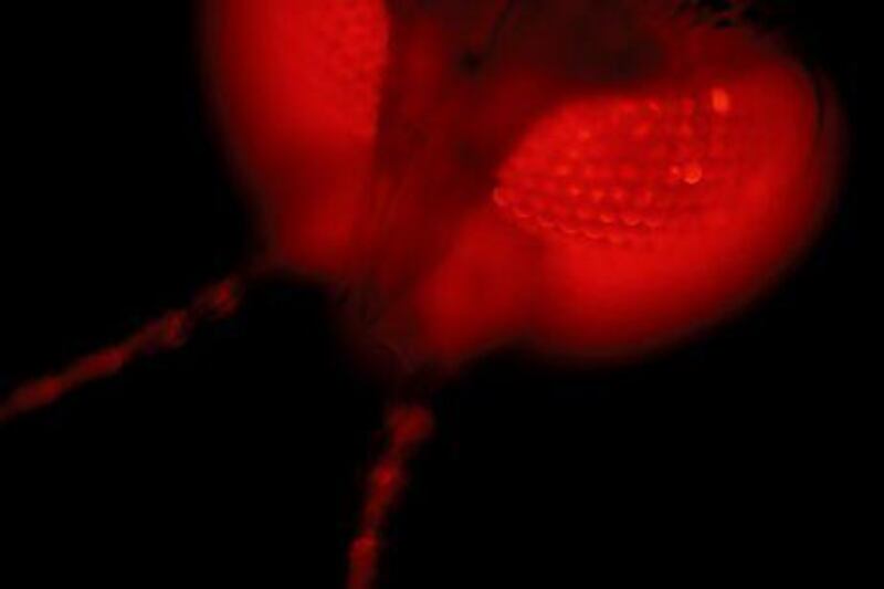 The eyes of a genetically modified mosquito glowing red under ultraviolet light. Getty Images/SPL RM