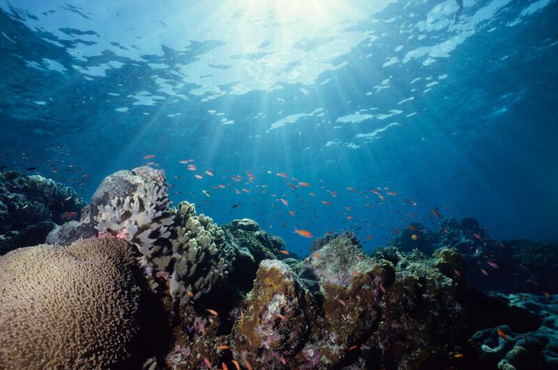 Bustling Life on the reef - great barrier reef. Getty Images