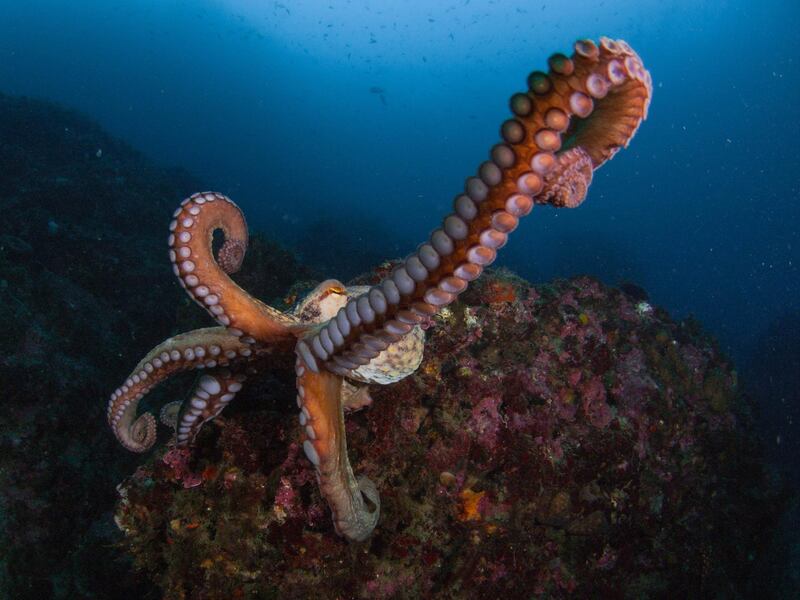 Close-up of a common octopus (Octopus vulgaris). Getty Images