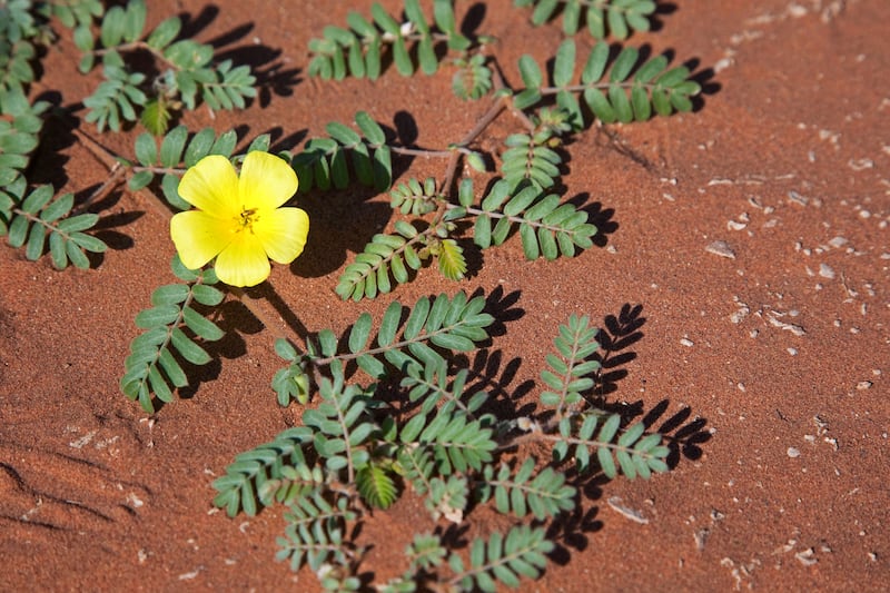 Devil's thorn (Tribulus terrestris) flowering. The plant has adapted to grow in dry climate locations in which few other plants can survive. Getty