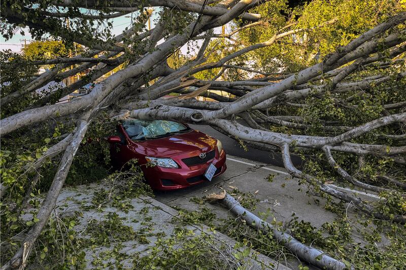 A tree toppled by high winds crushed a car in Los Angeles. EPA