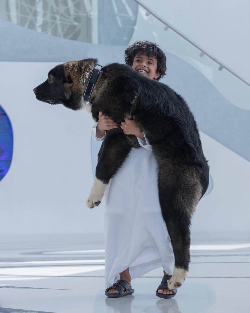 Baloo. Courtesy Sheikh Hamdan bin Mohammed bin Rashid Al Maktoum