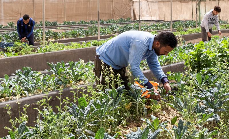 This Bustan Aquaponics farm in Cairo uses an ecologically balanced system and consumes 90 per cent less water than traditional farming practices. All photos: Reuters
