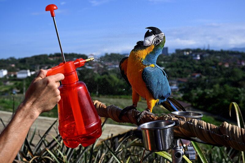 A member of the Kuala Lumpur Freefly group sprays his Macaw parrot with water during a free-flight session in Bangi, on the outskirts of Kuala Lumpur. AFP