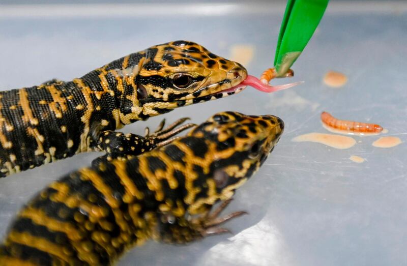 Vets feed two gold tegu lizards  at the Metropolitan Area Wildlife Attention and Evaluation Centre in Barbosa, Antioquia Department, Colombia.  AFP