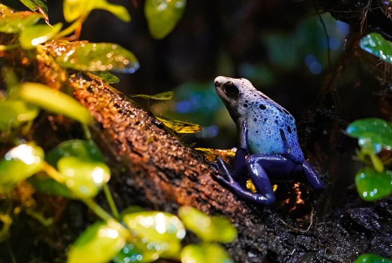 A blue poison dart frog sit in its enclosure at zoo in Karlsruhe, Germany. EPA
