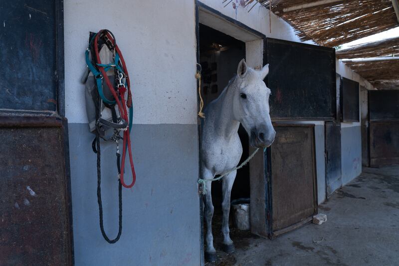 A horse in its stable at El Gammal Stables. Sitting on the edge of the Sahara desert, the area houses some of Cairo's largest and most prominent horse stables. Photo: Mahmoud Nasr