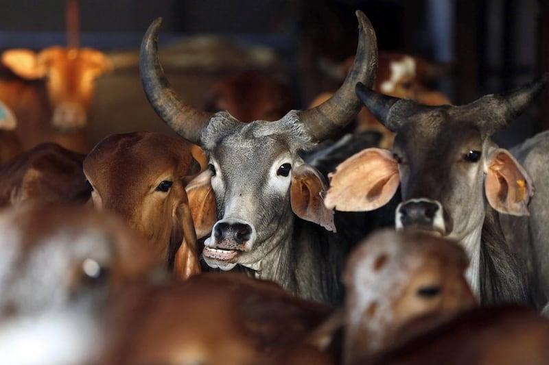 People in India are being asked to embrace cows on February 14. Reuters