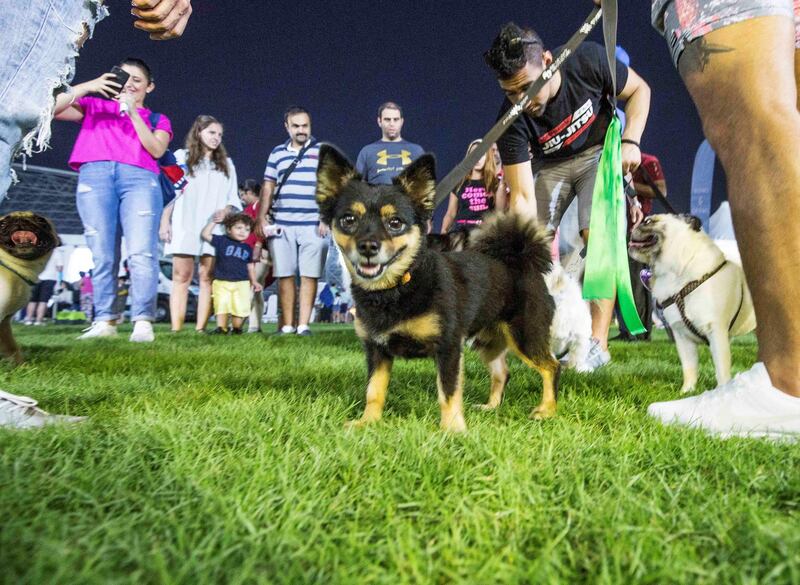 ABU DHABI, UNITED ARAB EMIRATES, 28 OCTOBER 2018 - A curios dog mingling with other dogs at the inaugural of Yas Pet Together event at Yas Du Arena, Abu Dhabi.  Leslie Pableo for The National for Evelyn Lau's story