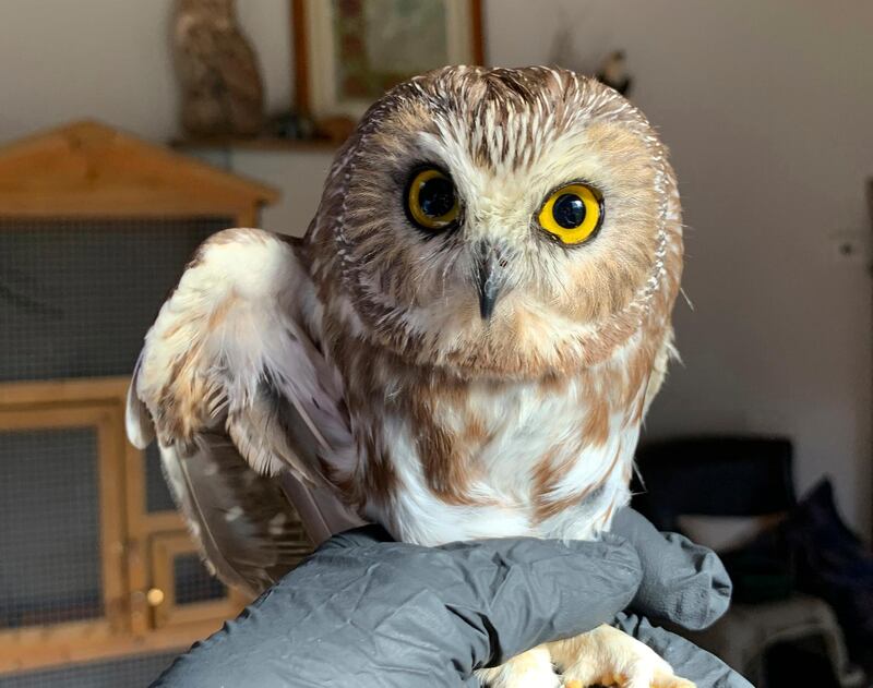 A worker helping to get the Rockefeller Centre Christmas tree in New York City found the tiny owl among the tree's massive branches on Monday. Ravensbeard Wildlife Center via AP