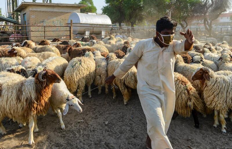 A man leads a sheep at a market ahead of the Eid al-Adha festival in Kuwait City, Kuwiat.  Raed Qutena / EPA