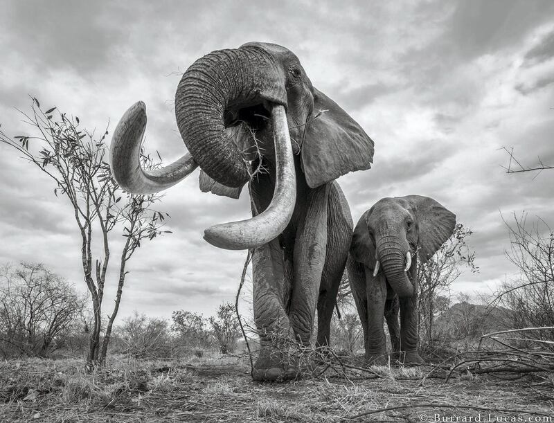 A chance encounter as the elephants left the water hold gave Burrard-Lucas his book cover shot. Courtesy Burrard-Lucas Photography