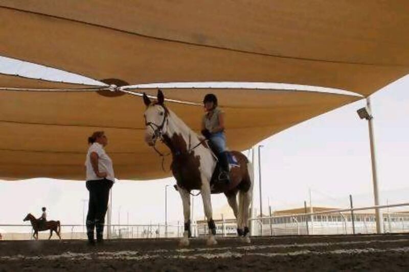 Some of the more experienced horses travel to compete in Europe during the summer months, while the young ones stay behind to rest.