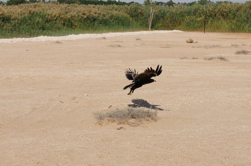 Eagle #296, a greater spotted eagle, has been tracked by the Environment Agency Abu Dhabi since 2015. In that time she has flown the equivalent of the earth’s circumference - twice. Courtesy Environment Agency Abu Dhabi