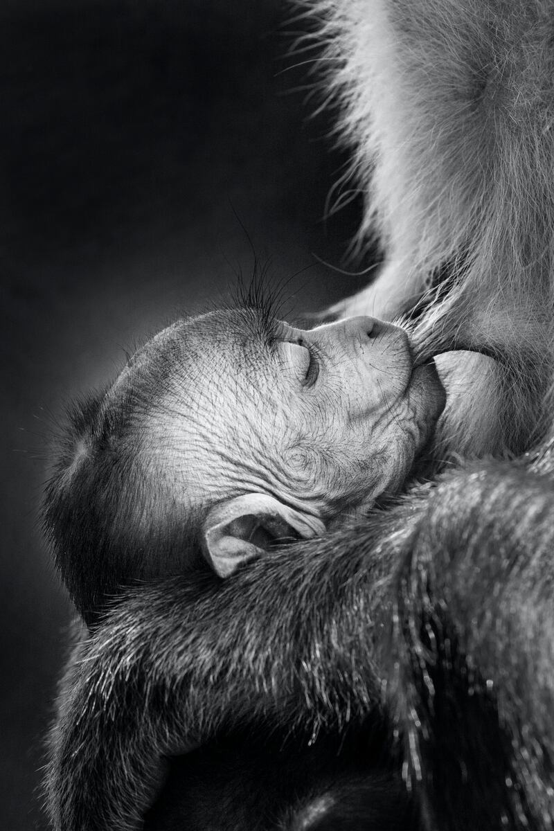 Silver medal, Black and White: toque macaque being fed by its mother, Yala National Park, Sri Lanka, by Avanka Fernando, Sri Lanka.