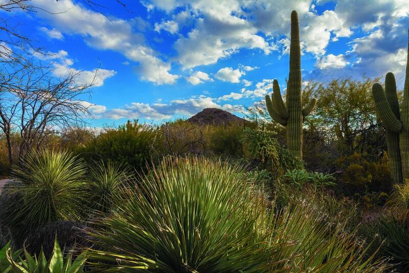 The Desert Botanical Garden in Phoenix, United States. Set up in 1939 by volunteers, the 57-hectare garden showcases 50,000 plant displays and aims to conserve plant life that thrives in deserts. Adam Rodriguez / Desert Botanical Garden

