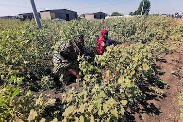 Ethiopian women harvesting crops in the disputed border region of Al Fashqa, Sudan. Reuters