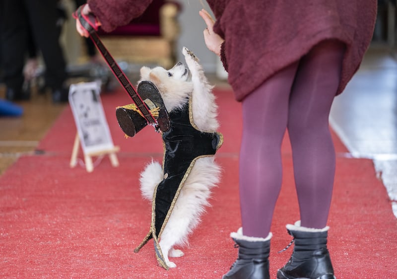 A dog is judged on the red carpet during the Hollywood (A Day at the Oscars) themed Furbabies Dog Pageant. 