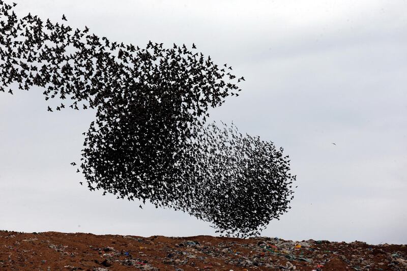 A murmuration of migrating starlings fly above a waste facility near the city of Rahat, southern Israel. Reuters