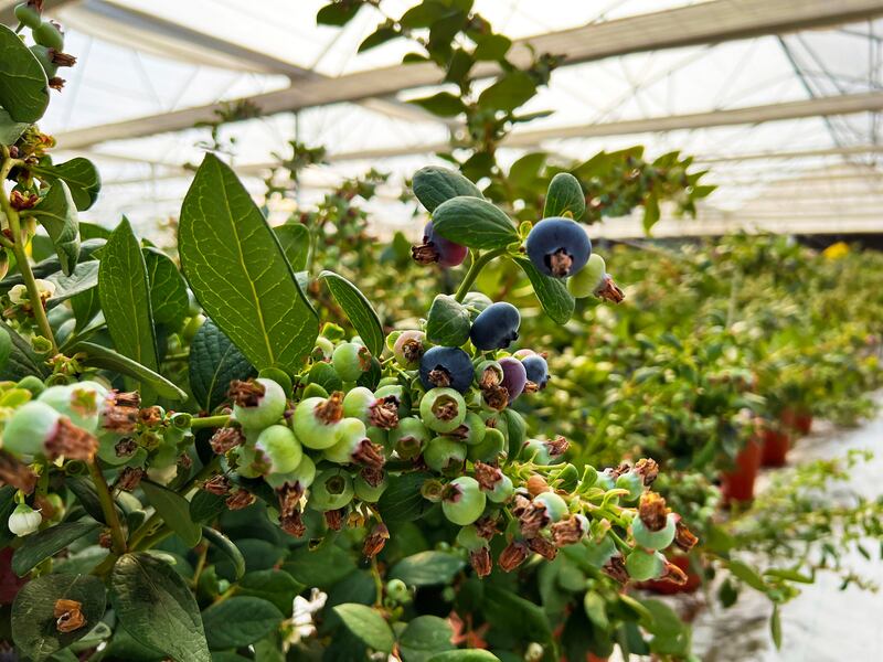 Blueberries are also being grown, using drip irrigation meaning less water is required. 
