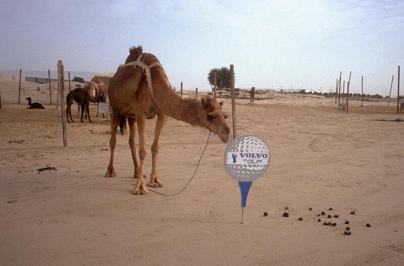 A camel inspects European Tour signage at the second Dubai Desert Classic golf tournament held at the Emirates Golf Club in 1990. Phil Sheldon / Popperfoto / Getty Images