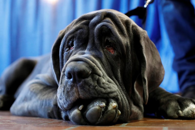 Romeo, the Neapolitan Mastiff, takes a break at the AKC Meet the Breeds event ahead of the 143rd Westminster Kennel Club Dog Show in New York, U.S., February 9, 2019. Photo: Reuters
