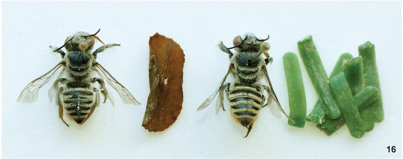 A female leaf-cutter bee is photographed next to a piece of leaf and pieces of green plastic that it was found carrying. Photo courtesy Pensoft Publishers / Dr Sarah Gess.