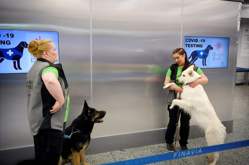 Sniffer dogs named Valo and E.T. play with their trainers. AFP