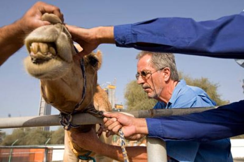 Dubai - March 23, 2010 - Scientific Director Dr. Ulrich Wernery gives camel 6A5 a shot of tranquilizer before blood is drawn from him at the Central Veterinary Research Laboratory in Dubai, March 23, 2010. (Photo by Jeff Topping/The National) 

 