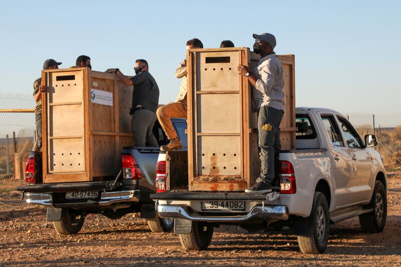 Two Arabian oryx are taken into the reserve in transportation crates ready for release.