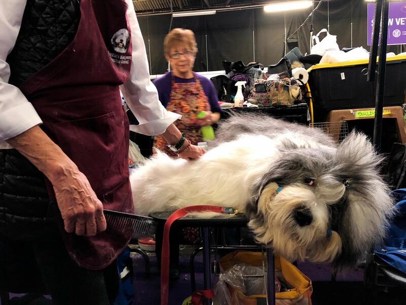 Monty, an Old English Sheepdog, is groomed ahead of competing. He’s known for sleeping on the competition - literally. He fell asleep before a recent show in Canada while getting groomed, then woke up and won the Best in Breed. Photo: AP