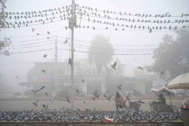 A man feeds pigeons on a foggy winter morning in Amritsar, India. AFP