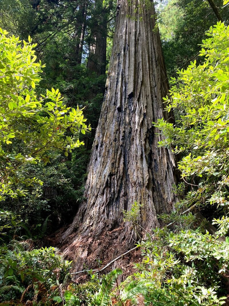 The Hyperion tree, a 115-metre coast redwood made famous online, stands in a remote area of Redwood National Park in California. National Park Service / AP