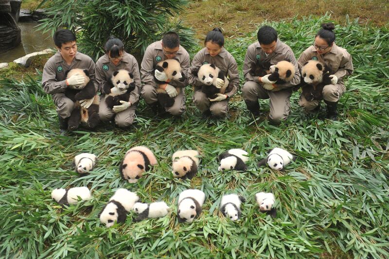 Panda keepers holding cubs to be displayed to the public at the Bifengxia Base of China Conservation and Research Centre of the Giant Panda in Yaan, in China's southwestern Sichuan province. AFP Photo / STR.