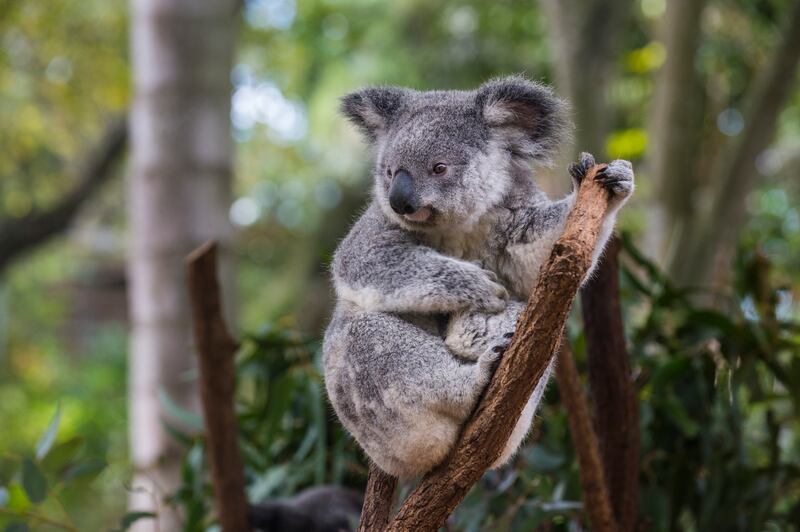 Australia, Brisbane, Lone Pine Koala Sanctuary, portrait of koala perching  on tree trunk. Getty Images