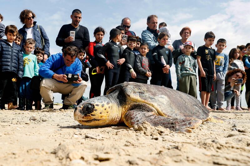 People watch a sea turtle as it finds its way to the Mediterranean after being released off the coast of Mikhmoret in Israel.