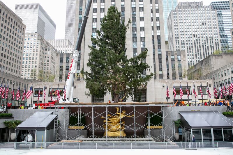 Workers set in place the new Christmas tree at Rockefeller Plaza in New York on November 12.  EPA