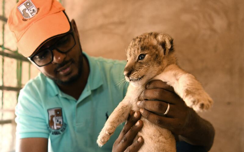 Osman Salih, founder of the Sudan Animal Rescue Centre, holds an African lion cub during a medical check-up at the centre in Al Bageir, near the country's capital Khartoum.  All photos: EPA