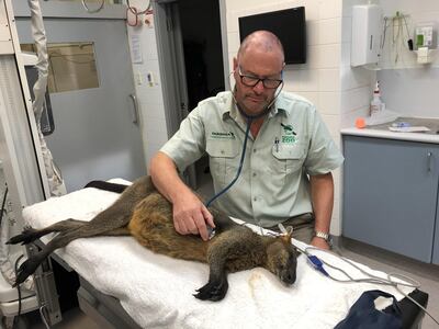 epa06442097 A handout photo made available by the Taronga Zoo shows a swamp wallaby at Taronga Wildlife Hospital's Intensive Care Unit (ICU) in Sydney, New South Wales, Australia, 16 January 2018. The wallaby was captured by police after hopping onto Sydney's Harbour Bridge.  EPA/TARONGA ZOO HANDOUT  AUSTRALIA AND NEW ZEALAND OUT HANDOUT EDITORIAL USE ONLY/NO SALES