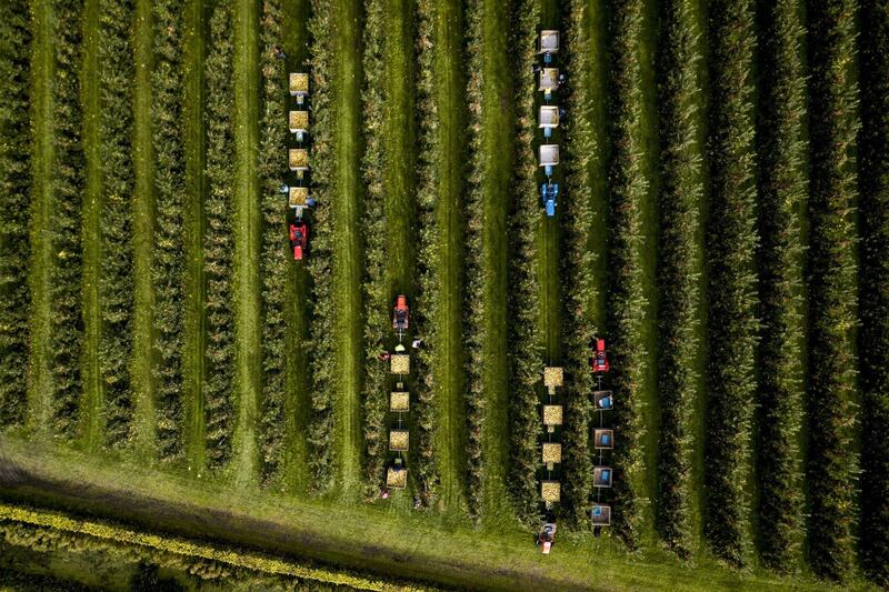 A picture take with a drone shows people picking fruits during the National Fruit Picking Days, in the orchard with elstar apple trees from fruit grower Bert den Haan, in Kerk Avezaath, the Netherlands.  EPA