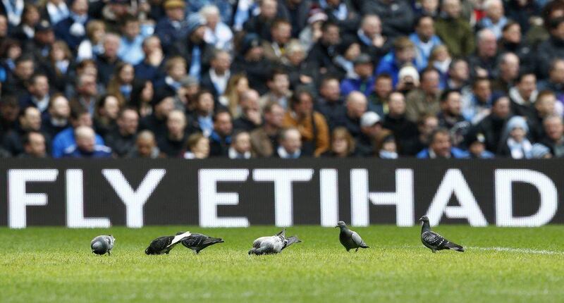 Pigeons walk on the pitch during the Premier League match between Manchester City and Southampton at the Etihad Stadium on Saturday. Darren Staples / Reuters / April 5, 2014