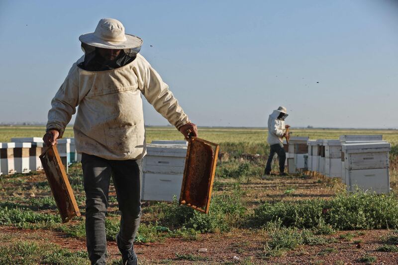 Syria's apiculture has also been affected by climate change, which has increased drought and wildfires worldwide. AFP