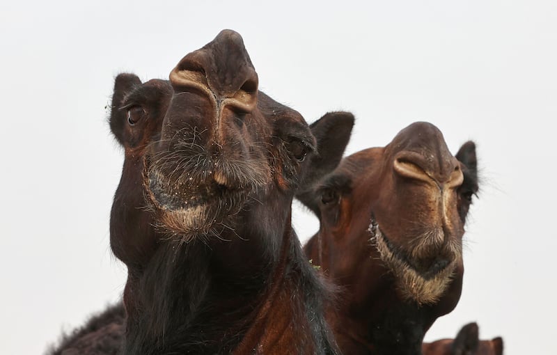 Camels are gathered to take part in a contest during the first Qatar Camel Festival, at Lebsayyer area of al-Shahaniyyah, around 25 Km northwest of the Qatari capital, on March 8, 2022.  (Photo by KARIM JAAFAR  /  AFP)