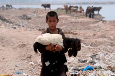 An Afghan refugee boy carries a sheep near his makeshift house in Lahore. AFP