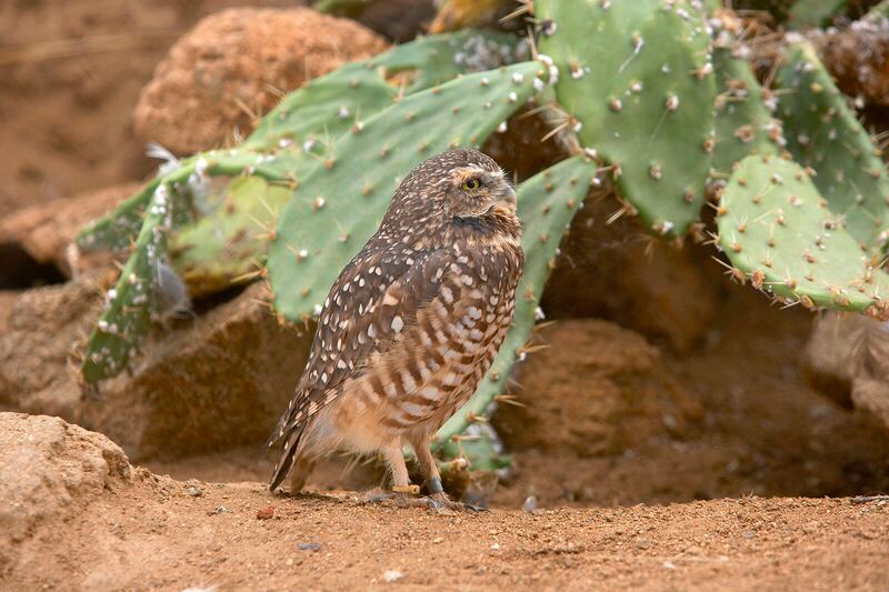 A burrowing owl in a cactus habitat at the San Diego Zoo Safari Park. San Diego Zoo Wildlife Alliance / AP