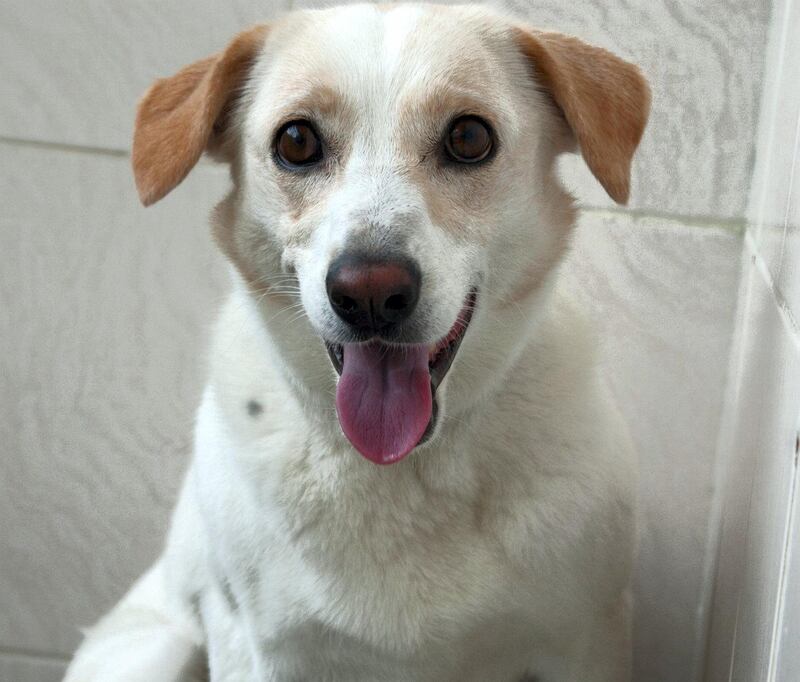Wilma: A 4-year-old girl that was sadly left behind when her family relocated. She’s a calm, gentle Labrador mix who is neutered and house trained.