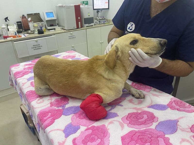 Roman's front leg was cut off below the knee and he faces having the rest of the limb amputated. Courtesy: Stray Dogs Centre UAQ