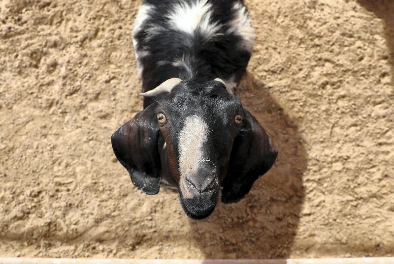 DUBAI, UNITED ARAB EMIRATES , October 26– 2020 :- Goat at the pet farm at the DAMAC Hills in Dubai. (Pawan Singh / The National) For News/Online/Stock. Story by Nick Webster