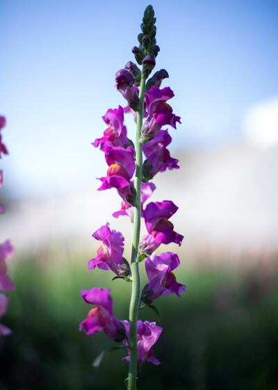 FUJAIRAH, UNITED ARAB EMIRATES.  16 FEBRUARY 2021. 
Snapdragon flowers at Mohammed Al Mazroui's UAE Flower Farm in Asimah valley.
Photo: Reem Mohammed / The National
Reporter: Alexandra Chavez